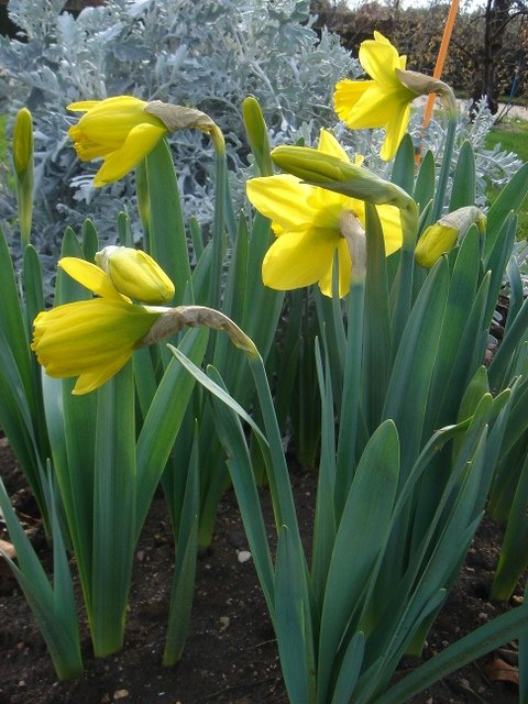 Narcissus trompette 'Golden Harvest' PB 6